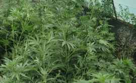 Плантации марихуаны обнаружены у двух жителей Кагульского района 