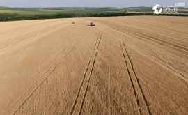 Хлеборобы вышли на поля в стране начался сбор урожая пшеницы ВИДЕО