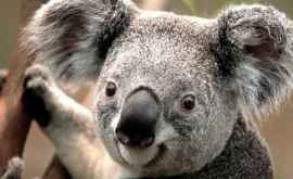 Doi pui de koala vedetele unei Grădini Zoologice din Australia VIDEO