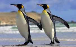 Doi pinguini în vizită la un muzeu de istorie a naturii