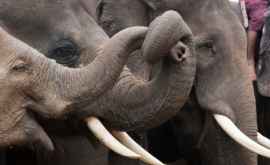 Ботсвана назвала возможную причину массовой гибели слонов