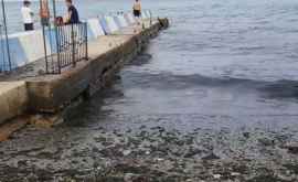 A apărut un video cu plajele din Crimeea inundate cu deșeuri VIDEO
