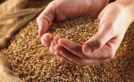 Глава Минсельхоза полон оптимизма урожай зерновых не подвел