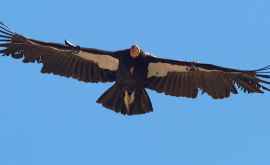 Zborul planificat al condorului Cinci ore fără a da din aripi VIDEO