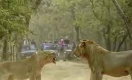 В Сети стало вирусным видео ссоры льва и львицы снятое в Индии ВИДЕО
