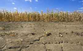 Земля трескается от жары объявлен оранжевый код засухи