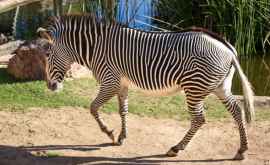 Развенчан миф о полосах на шкуре зебры