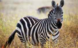 Предложено новое объяснение необычного окраса зебр