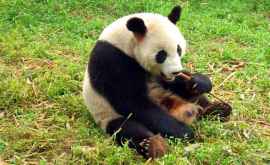 Большая панда родила детеныша в зоопарке Вашингтона