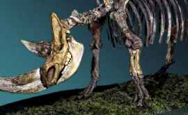 Mumia unui cîine din Epoca de Gheață conține rămășițele unuia dintre ultimii rinoceri lînoși