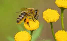 Ингредиент в яде медоносных пчёл может бороться с раком груди