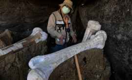 A fost descoperită cea mai mare colecție de schelete de mamuți