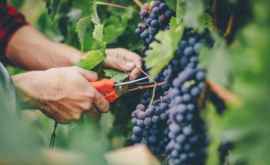 Урожая винограда будет меньше Повысятся ли цены