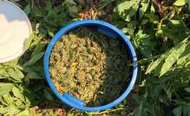 Oamenii legii au capturat șapte kg de cannabis Află mai multe detalii