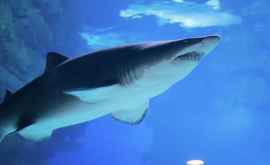În Australia un rechin a atacat un sufer dar a rămas fără un dinte