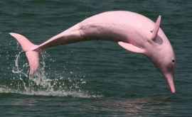 Редкие розовые дельфины вернулись в воды Гонконга ВИДЕО