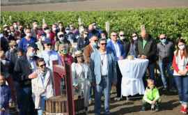Аккредитованные в Молдове послы приняли участие в сборе винограда ФОТО