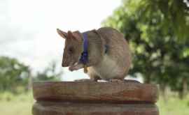 Un șobolan erou a primit o medalie de aur în miniatură pentru curaj