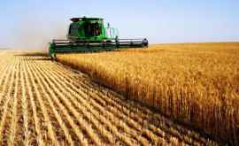 Guvernul a transferat deja pe conturile agricultorilor afectați de secetă cele 300 mln lei