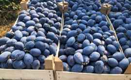 Молдавские фрукты поступили на европейские рынки сколько тонн слив было экспортировано