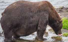 На Аляске назвали самого толстого бурого медведя