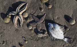 Ученые заявили о гибели 95 живности на дне моря в зоне загрязнения на Камчатке