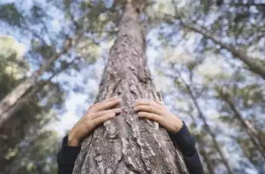 Îmbrățișarea copacilor are un efect pozitiv asupra sănătății