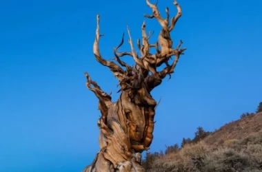 Locația celui mai bătrîn copac din lume este ținută la secret 