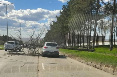 Шокирующий инцидент в столице: дерево упало на автомобиль