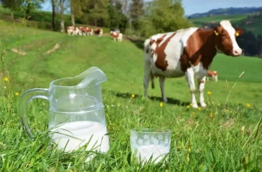 Сколько фермеров Молдовы запросили субсидии на производимое молоко