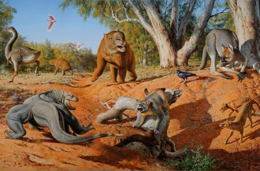 Cangurii giganți musculoși străbăteau Australia în urmă cu 40.000 de ani