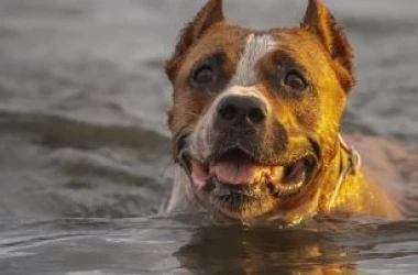Чудесное спасение: Пилот и его собака доплыли до берега после крушения самолета