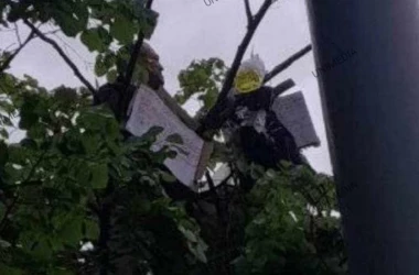 Мужчина, залезший на дерево возле парламента, является фигурантом уголовного дела