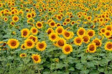 În nordul țării, agricultorii au început semănatul de floarea-soarelui