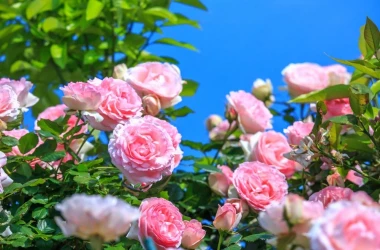 Как посадить саженцы розы: подготовка и посадка