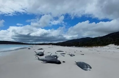 В Австралии выбросило на берег десятки китов