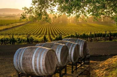 Top-20 de state cu cea mai mare creştere a producţiei de vin: ce loc ocupă Moldova