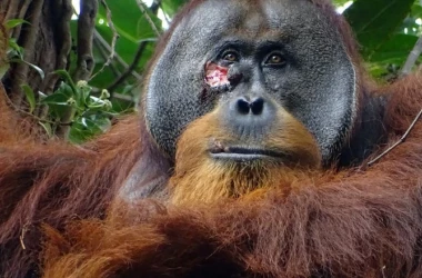 Орангутанга запечатлели за обработкой своей раны лекарственным растением 