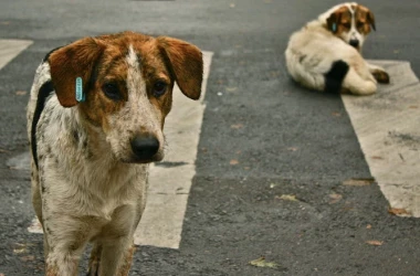 Сотни бездомных собак в кишиневском приюте ожидают пристройства
