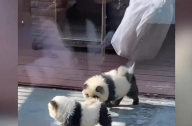 Зоопарк в Китае превратил щенков в медведей панд