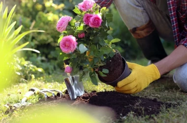 Cînd e bine să plantezi trandafiri și ce e bine să faci înainte de plantare