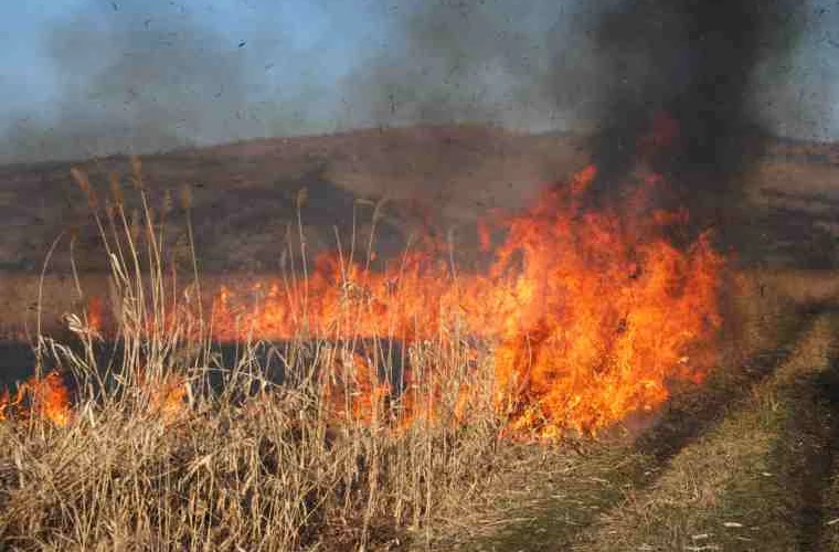 Несколько человек сжигавших сухую растительность были оштрафованы