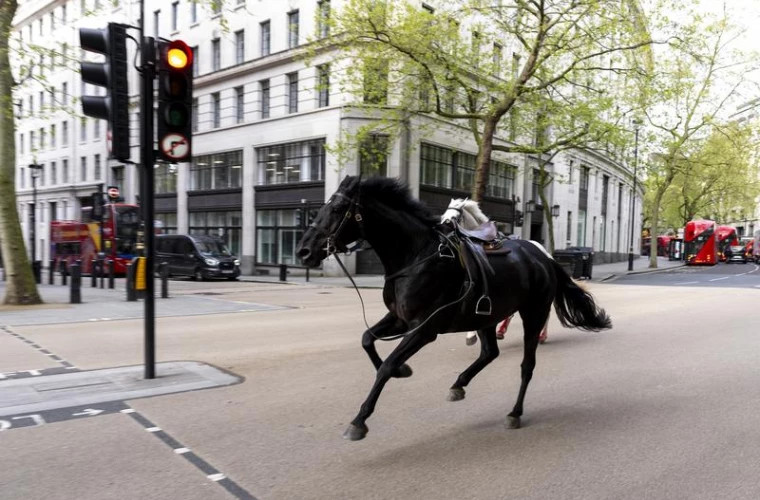 В центре Лондона армейские кони вырвались на свободу пострадали люди