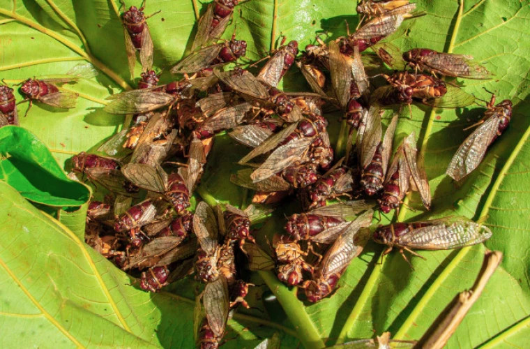 Cicaghedon Oamenii sînt terorizați de cicade întrun stat din SUA