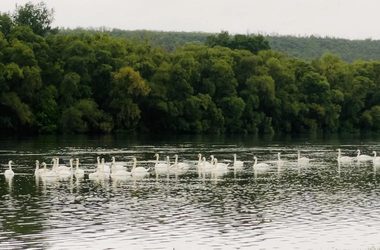 Стая лебедей была замечена на одной из рек Молдовы