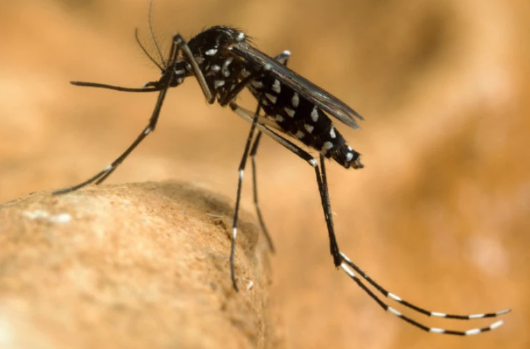  Во Франции регистрируют рекордное количество случаев лихорадки денге