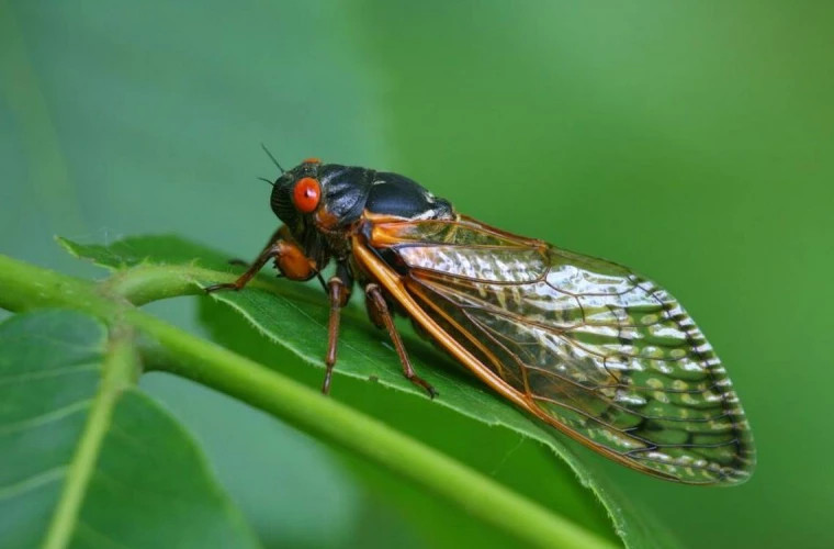 В США появятся миллиарды цикад
