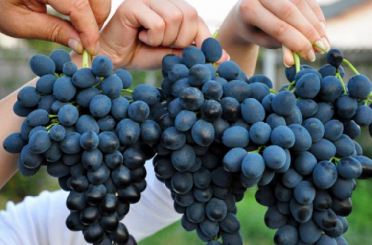 Почему полезно есть виноград с кожурой