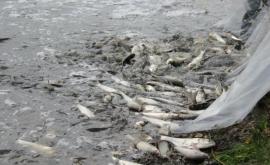 Чебан просит полицию расследовать случаи браконьерства на столичных озерах
