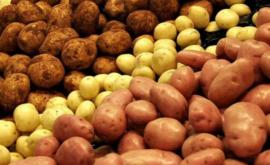 Производители просят временно запретить импорт картофеля в Молдову